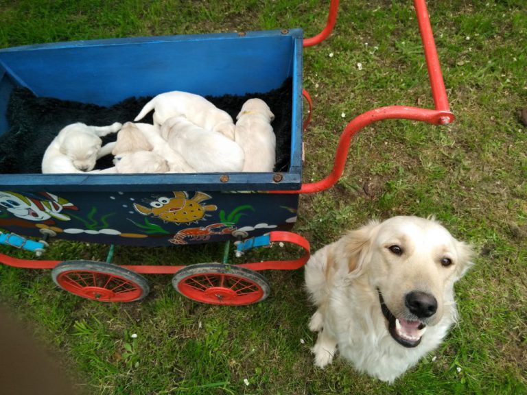 Première portée Chiots futurs Chiens Guides !!